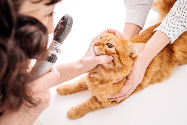 수의사 클리닉에서 애완 동물 고양이 눈을 검사하는 수의사