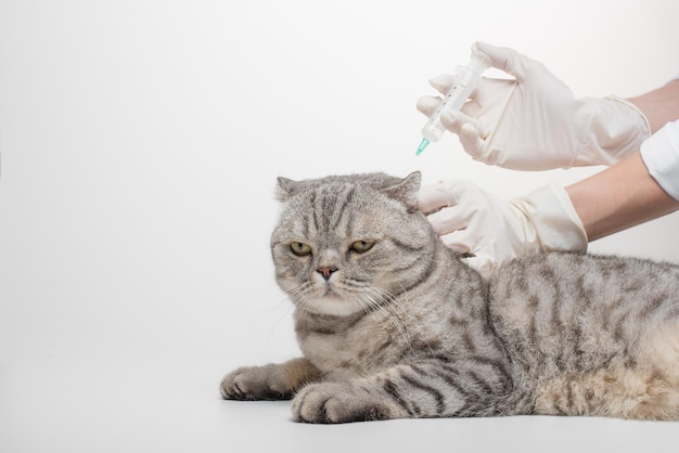 A vet a doctor with a syringe is going to inject a Scottish cat on a white background isolated