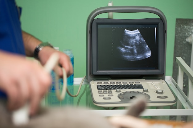 The vet does an ultrasound cat in clinic