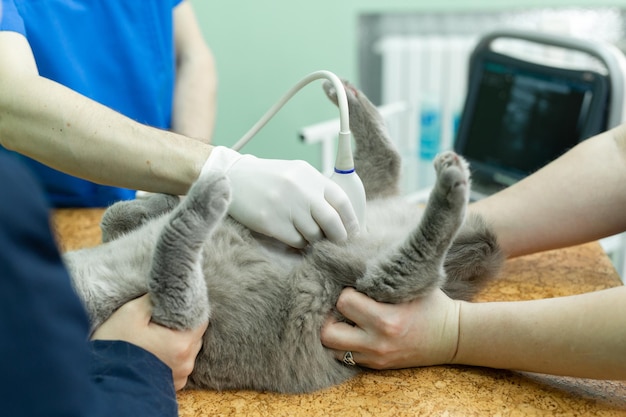 Vet does an ultrasound cat in clinic