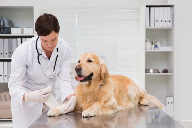 Foto veterinario che fa una benda al cane