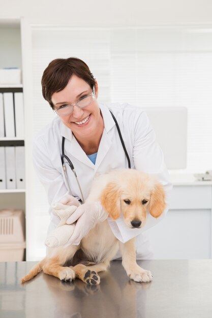 Vet doing a bandage at dog