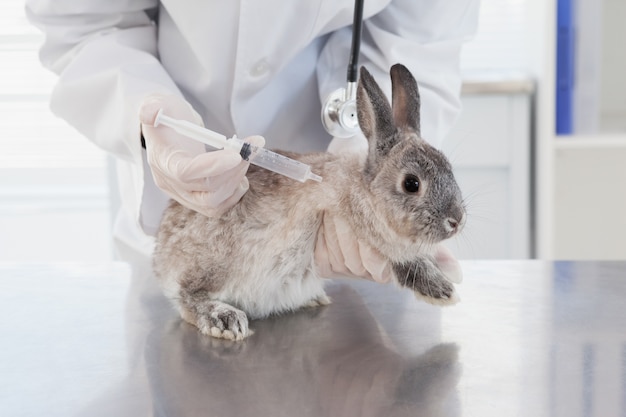 Foto veterinario che fa l'iniezione a un coniglio