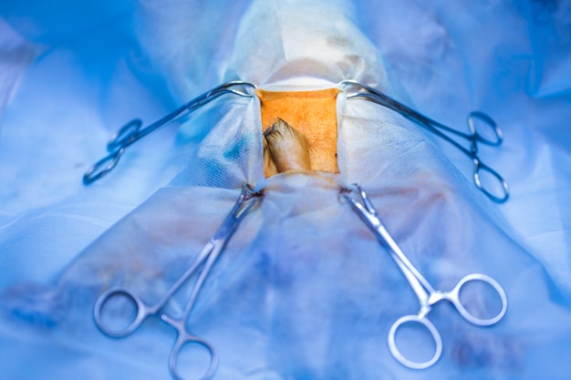 Vet doing the operation for sterilization. the cat on the operating table in a veterinary clinic. cat in a veterinary surgery , the uterus and ovaries of a cat during surgery