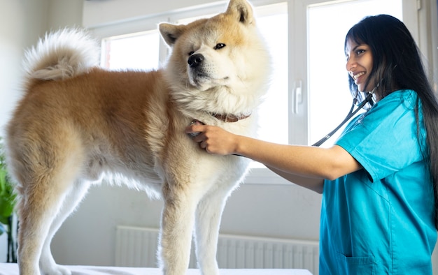 写真 獣医は聴診器で大型犬をオフィスに連れて行きます