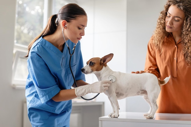 Photo vet examines dog as owner watches on