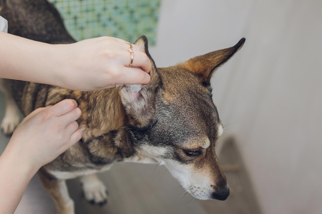 Ветеринар осматривает уши собаки в своем кабинете