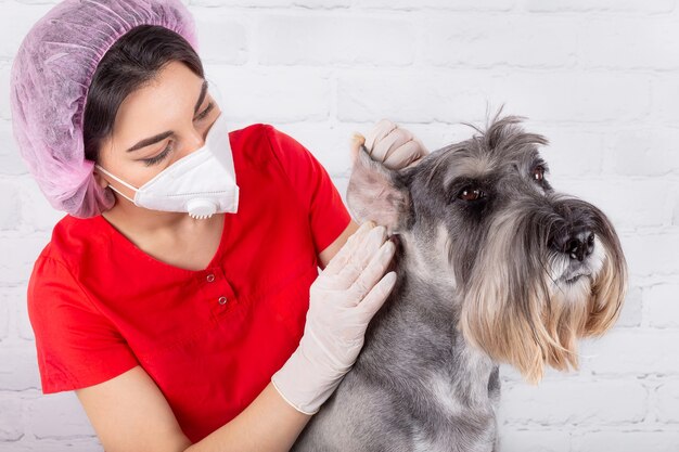 Vet examines the sore ear of the dog