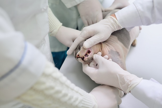 The vet examines the teeth of the Sphynx cat.