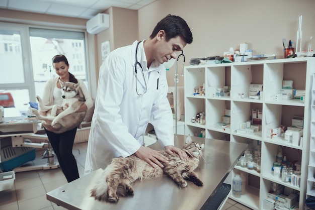 Vet Examining Cat Husky Dog Disease Prevention.