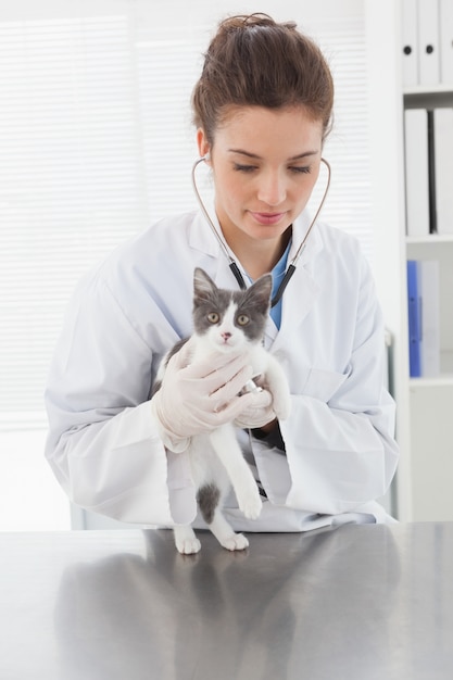 Vet examining a cut kitten with stethoscope 