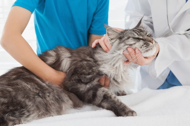 Veterinario che esamina un simpatico gatto con il suo proprietario