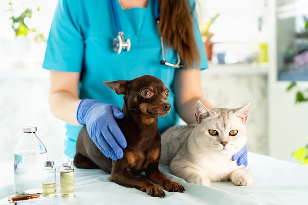 Фото Ветеринар осматривает собаку и кошку. щенок и котенок у ветеринарного врача. осмотр питомца и вакцинация.