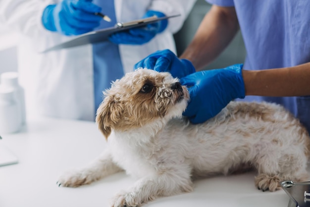 Vet examining dog and cat Puppy and kitten at veterinarian doctor Animal clinic Pet check up and vaccination Health care