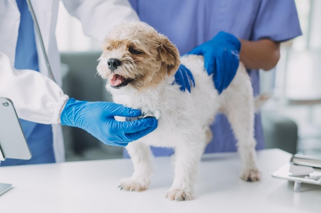 개와 고양이를 검사하는 수의사 수의사 의사의 강아지와 새끼 고양이 동물 클리닉 애완 동물 검사 및 예방 접종 건강 관리