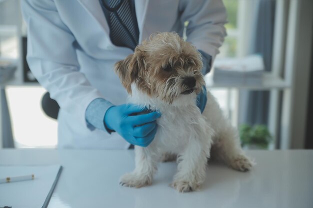 獣医による犬と猫の検査 獣医の診察を受ける子犬と子猫 動物病院 ペットの健康診断と予防接種 ヘルスケア