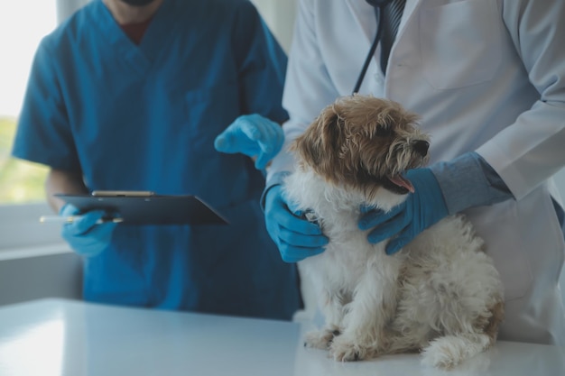 vet examining dog and cat puppy and kitten at veterinarian doctor animal clinic pet check up and vaccination health care