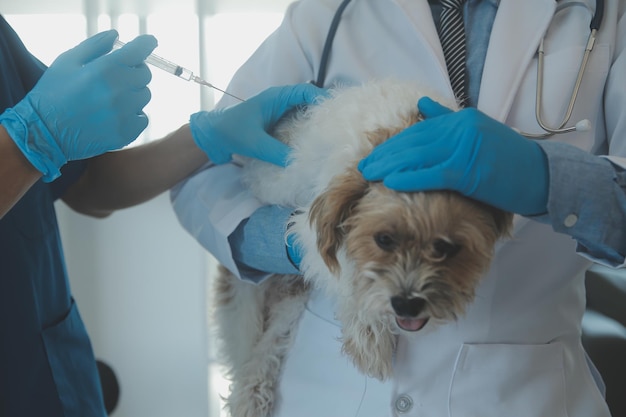 Vet examining dog and cat Puppy and kitten at veterinarian doctor Animal clinic Pet check up and vaccination Health care