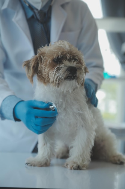 Vet examining dog and cat Puppy and kitten at veterinarian doctor Animal clinic Pet check up and vaccination Health care