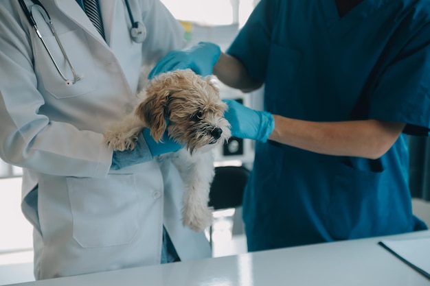 Photo vet examining dog and cat puppy and kitten at veterinarian doctor animal clinic pet check up and vaccination health care