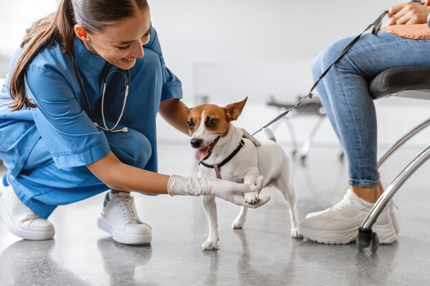 Photo vet examining a happy dog in clinic