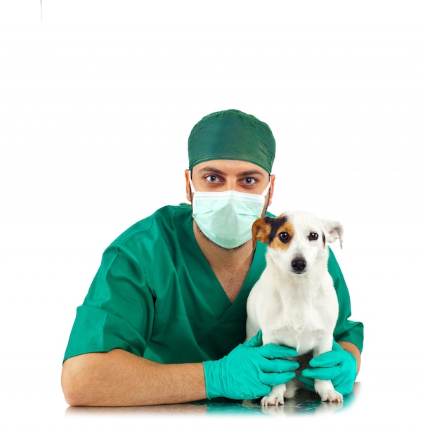 Vet examining an jack russell