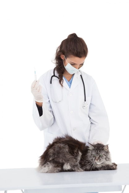 Vet examining a maine coon 