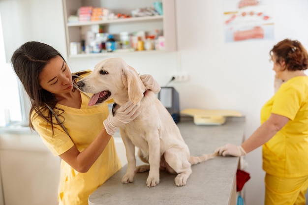 Vet examining pet dog on table in vet surgery