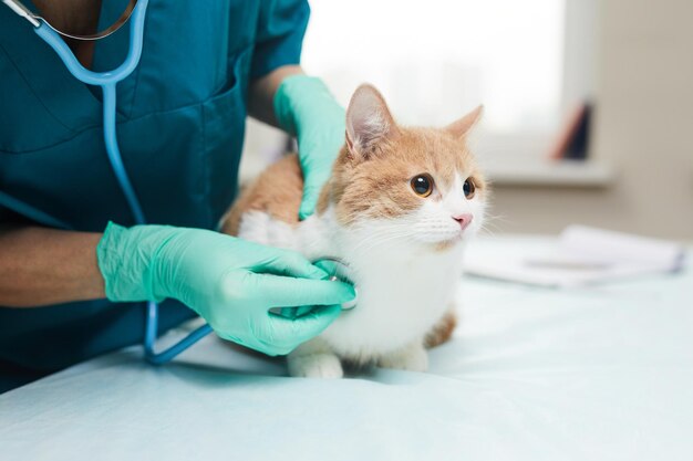 Vet examining the pet