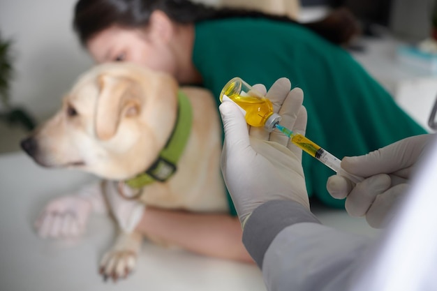 注射器を薬で満たす獣医