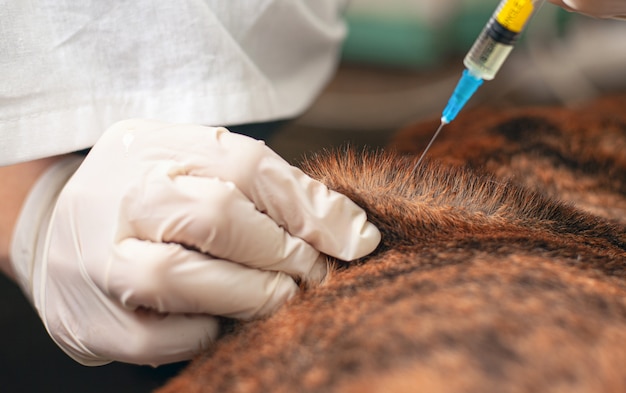 Vet gives an injection to a sick dog.