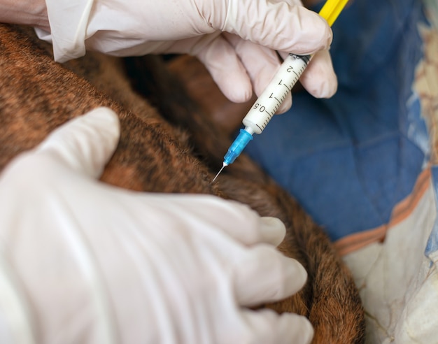 Ветеринар делает укол больной собаке.