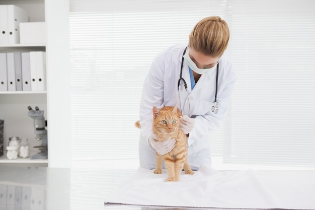 Ветеринар дает коту проверку