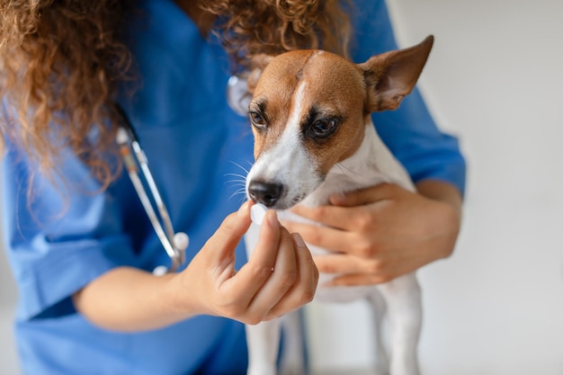 Foto il veterinario dà la pillola a un piccolo cane attento