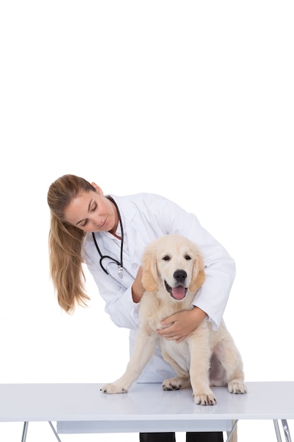 Vet giving a puppy a check up