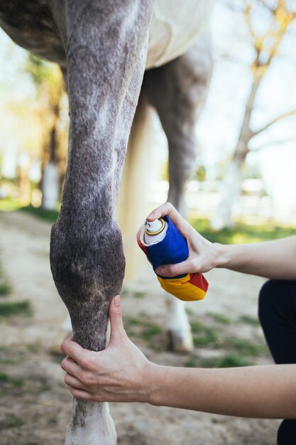 Veterinario che cura la gamba del cavallo.