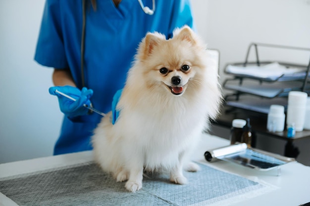 Vet listening Pomeranian dog with stetoscope in veterinary clinic