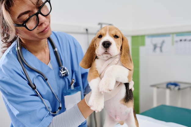 Vet palpating cute beagle pup