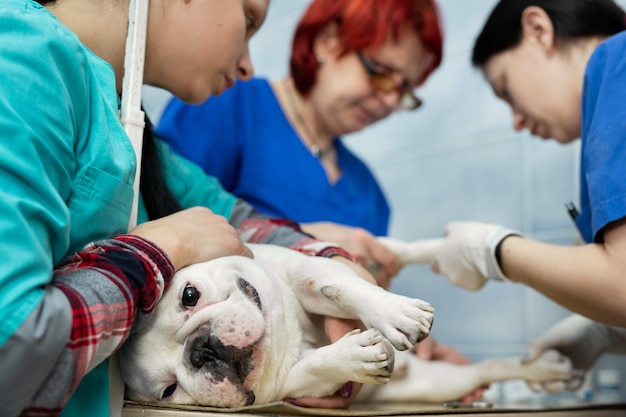 Vet puts a catheter on the dog at the veterinary clinic