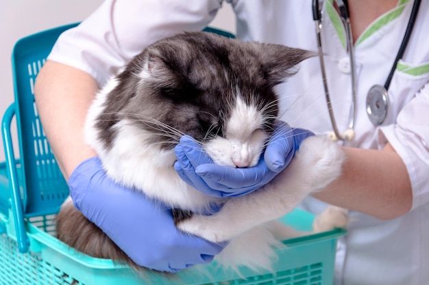 In the vet's office. in a green animal carrier is a Maine Coon cat, a veterinarian's hand, close-up in a blue medical glove gives him medicine.