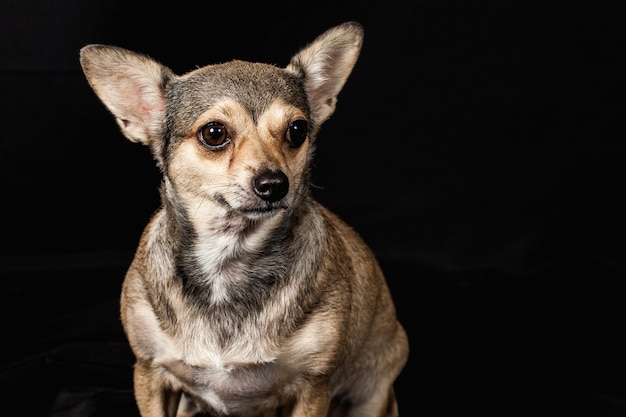 Vet schattige hond chihuahua op de zwarte achtergrond wil ze oog dieet kijken naar eigenaar