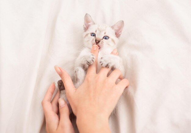 獣医店小さなかわいい子猫がリラックスする赤ちゃん猫かわいい白い子猫優しいと素敵な白い子猫が女性の手で遊ぶペットのコンセプト共有愛居心地の良い家子猫と遊ぶケアと愛