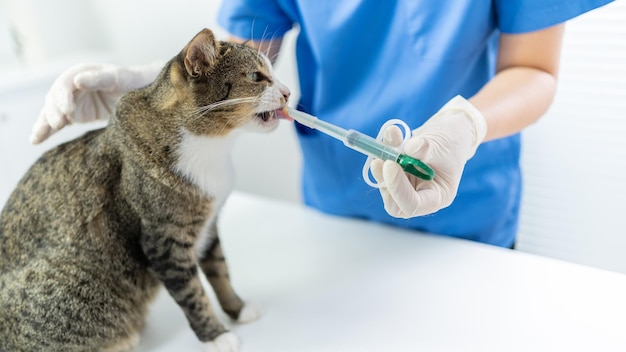 Vet surgeon Cat on examination table of veterinarian clinic Veterinary care Vet doctor and cat