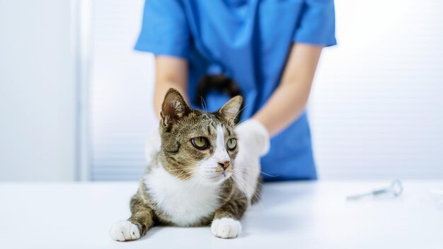 Vet surgeon Cat on examination table of veterinarian clinic Veterinary care Vet doctor and cat