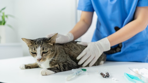 Ветеринар-хирург Кошка на смотровом столе ветеринарной клиники Ветеринарная помощь Ветеринар-врач и кошка