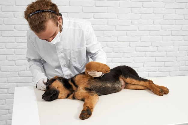 Veterinario che cura il pastore tedesco nella clinica veterinaria