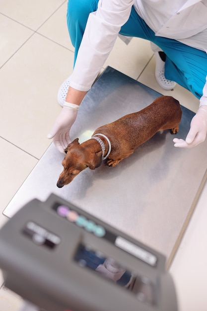 The vet weighs the dog