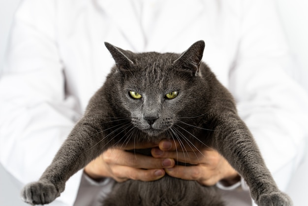 かわいい猫や病気を治療する獣医