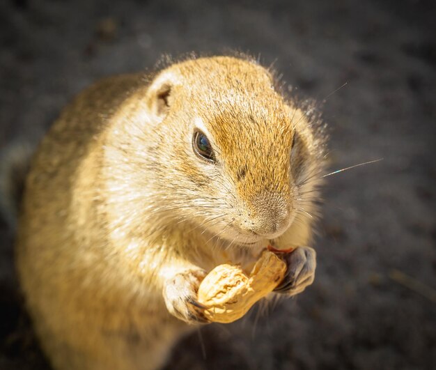 Vet wilde grond eekhoorn die pinda's eet portret van een spermophilus close-up