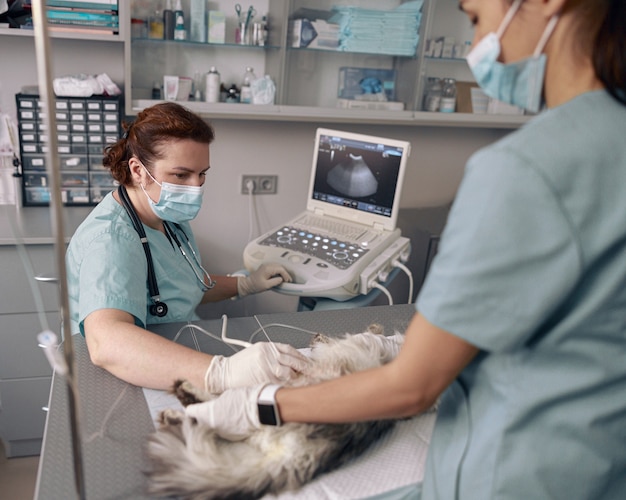 수의사는 클리닉에서 간호사와 고양이의 복부 장기 초음파 검사를 수행합니다